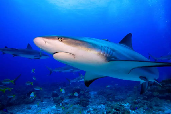 【水肺潛水安全嗎？】轉(zhuǎn)自PADI