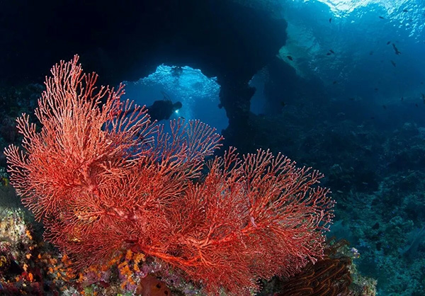 【潛水這艘賊船，這次開往上帝的花園】文章轉(zhuǎn)自/三聯(lián)生活周刊