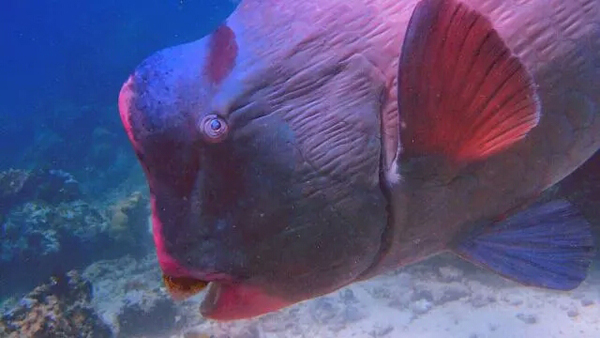 潛水拍照新姿勢，放下你的剪刀手，我們來這樣拍