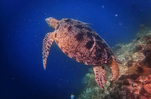 潛水拍照新姿勢，放下你的剪刀手，我們來這樣拍