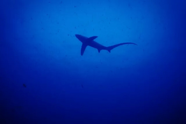 潛水拍照新姿勢，放下你的剪刀手，我們來這樣拍